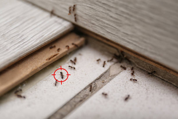 Best Flea Control Services  in Benson, UT