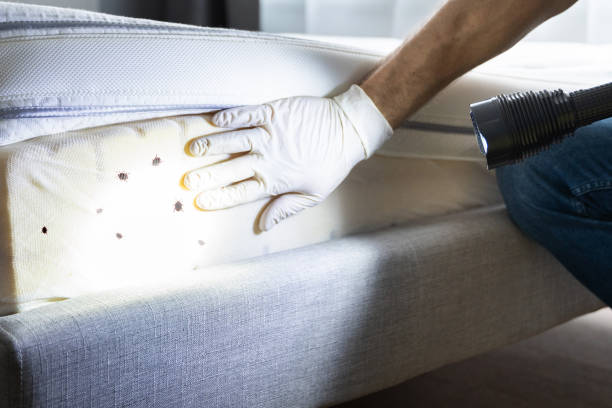 Best Termite Control Services  in Benson, UT