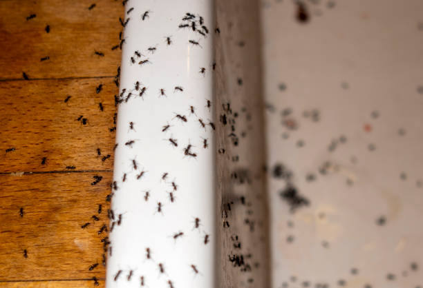Reliable Benson, UT Pest Control Solutions