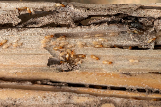 Best Affordable Pest Control Services  in Benson, UT