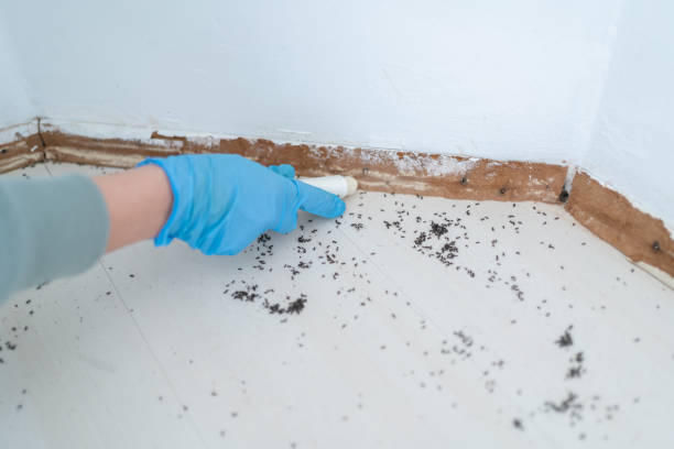 Best Mosquito Control Services  in Benson, UT