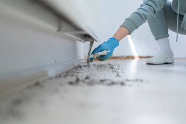 Best Wasp Removal Services  in Benson, UT